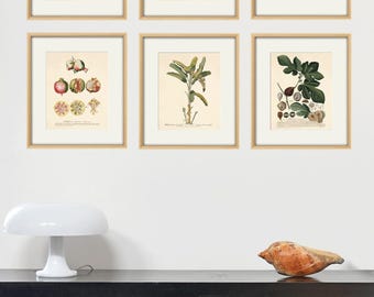 ボタニカルアート　セット　イタリア製　アンティーク　ヴィンテージ 2025年最新】Yahoo!オークション -ボタニカルアート