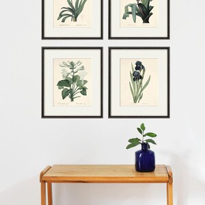 May include: Four framed botanical prints featuring different flowers. The prints are in black frames and are arranged in a grid pattern on a white wall. The flowers are a blue agapanthus, a white crinum, a white lily, and a dark blue iris.