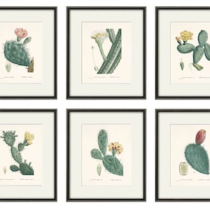 Antiker botanischer Druck SET von 6 Botanische Kunstdrucke Kaktus Kunstdruck Wandkunst Kaktus botanisches Plakat antike Wandkunst Wohndekor Wandkunst