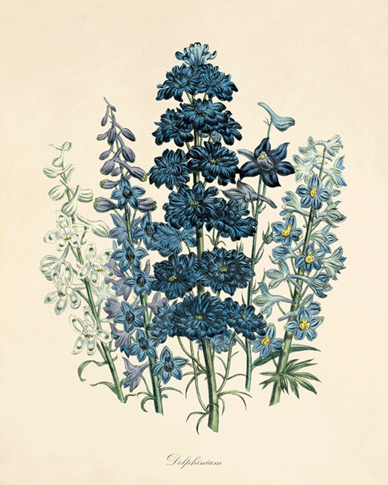 Antique French Botanical Print: Blue Vintage Flower Wall Art - Etsy