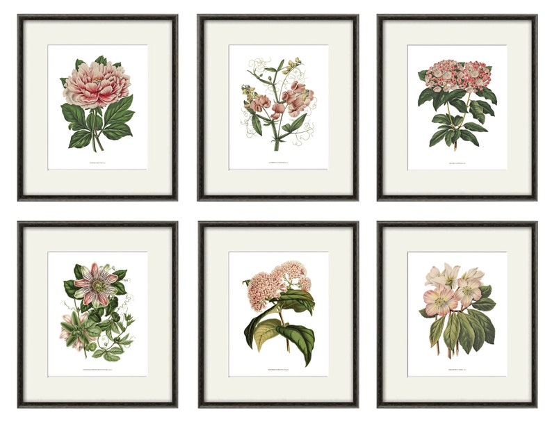 Antique botanical print Botanical art prints flower prints wall art flowers botanical poster antique wall art home decor wall art SET of 6 image 1