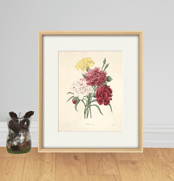 アンティークのカーネーションの花の版画：ヴィクトリア朝の植物画
