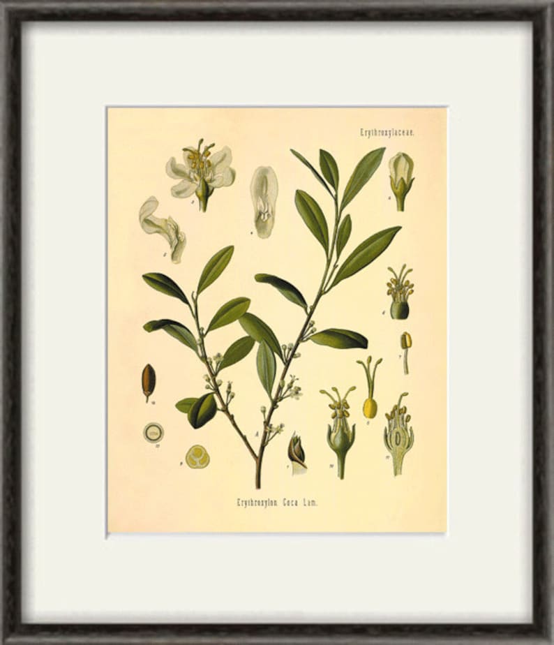 Coca Plant Art Print Antique Kitchen Botanical Prints Vintage Home Decor Wall Plants Garden Etchings Engravings Thienhop Com - Antique Kitchen Decor Wall Art Coca Plant Art Print Antique Kitchen Botanical Prints Vintage Home Decor Wall Plants Garden Etchings Engravings Thienhop Com - Antique Kitchen Decor Wall Art