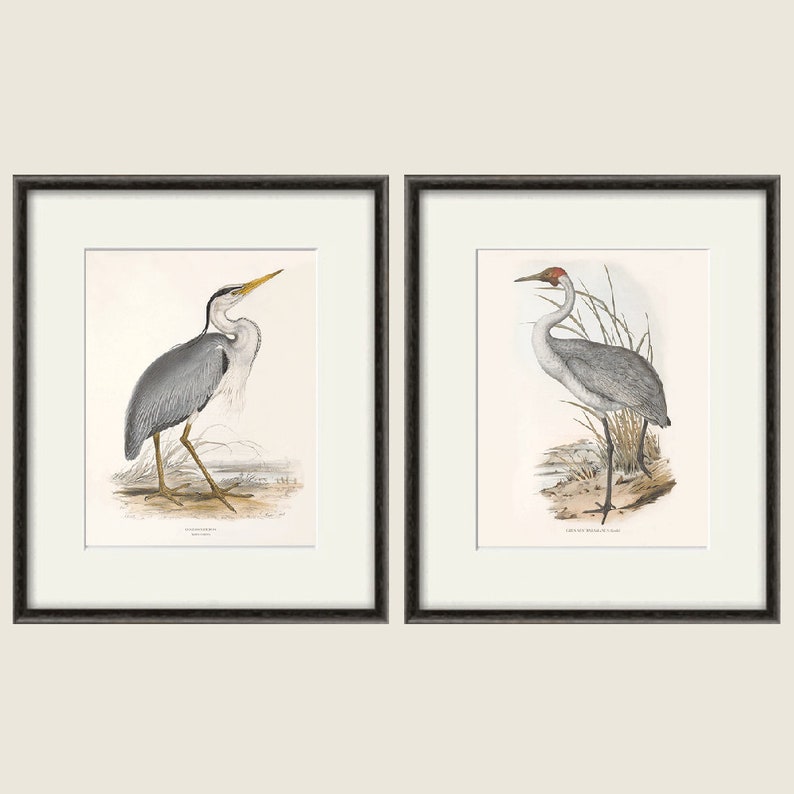 May include: Two framed prints of vintage bird illustrations. The print on the left shows a grey heron with a long yellow beak standing in a grassy area. The print on the right shows a grey crane with a red head standing in tall grass.