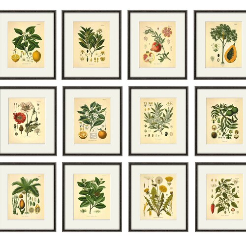 Kitchen Herbs wall shops art antique botanical print set of 12 herb art print kitchen poster kitchen decor wall antique wall art herb wall decor
