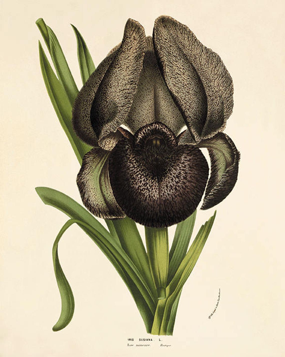 Iris Art Print Vintage Botanical Art Print Flower Art Print Etsy