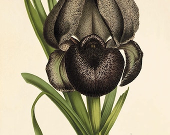 Vintage Iris Art Print: Antique Botanical Illustration