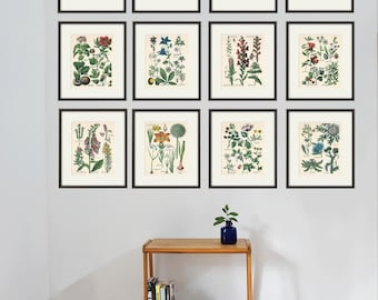 Antique Kitchen Herbs Print Set: 1870s Botanical Wall Art, Set of 12