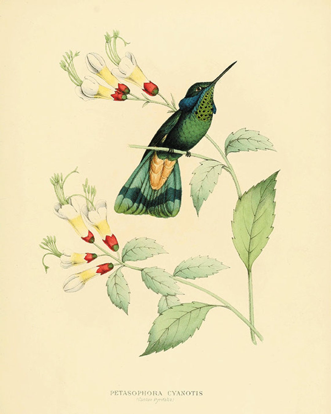 il_1080xN.684063304_rapy.jpg