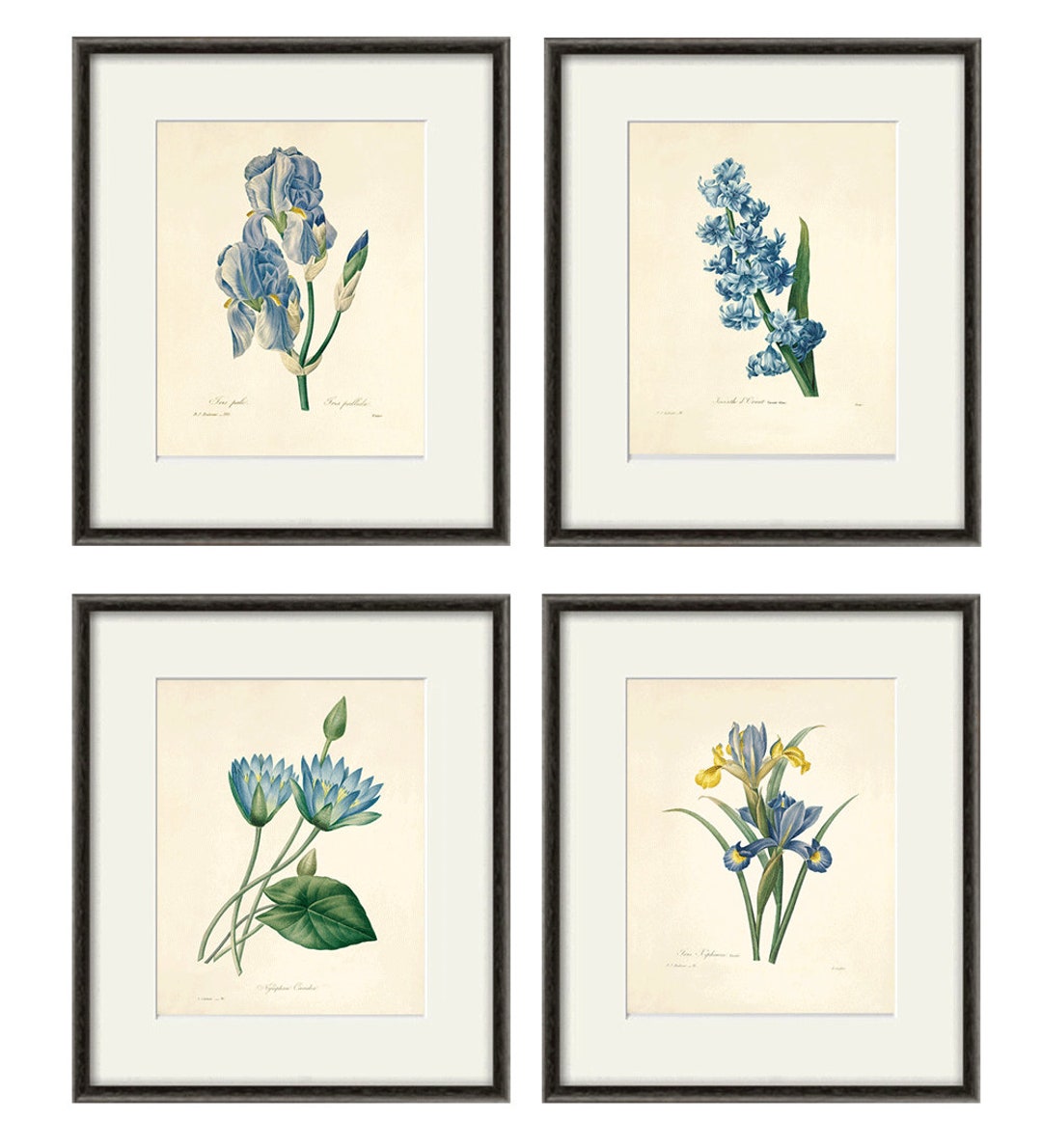 Blue Botanical Prints Vintage Flower Art Cottage Wall Art Victorian ...