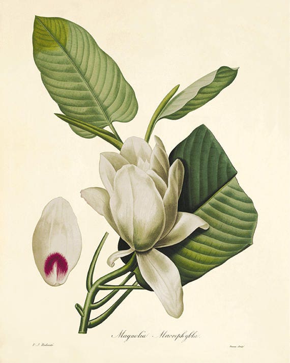 Magnolia Art Botanical Art Prints Victorian Art - Etsy