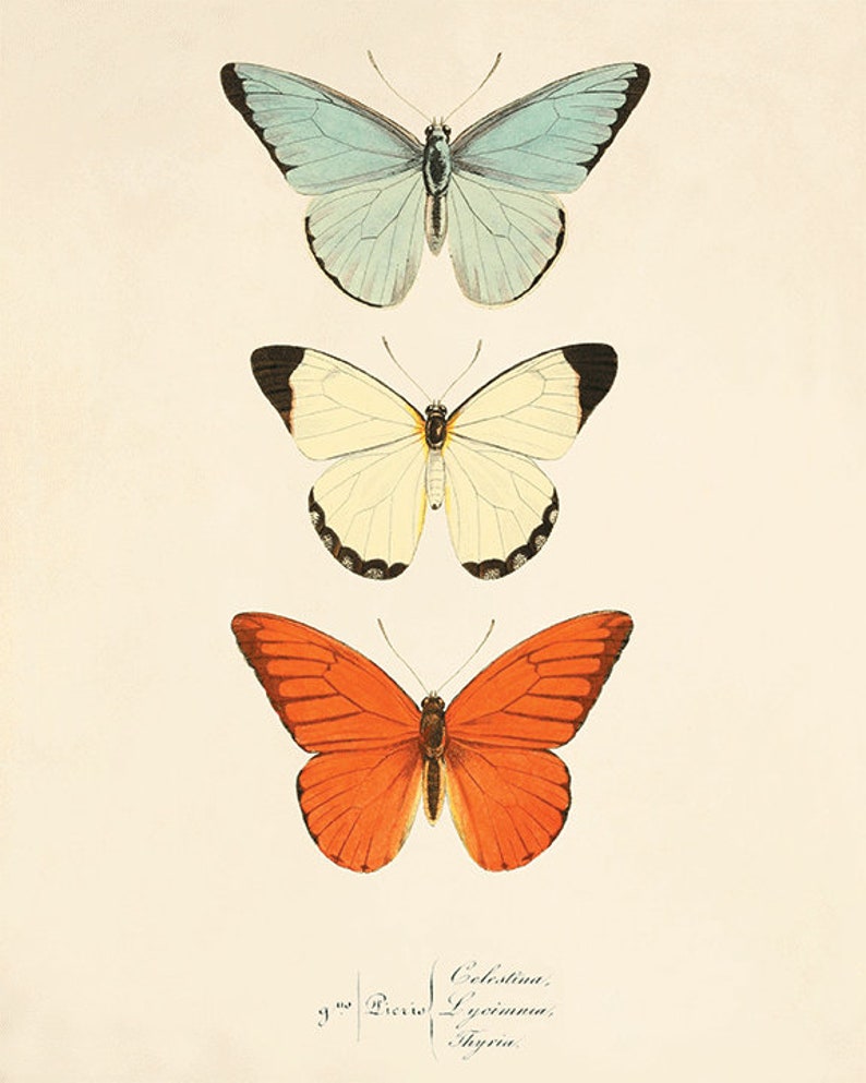 Butterfly Art Print French Art Print Cottage Wall Decor - Etsy