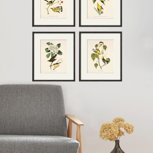 May include: Four framed prints of vintage bird illustrations. Each print features a yellow bird perched on a branch with flowers. The prints are arranged in a grid pattern on a white wall.
