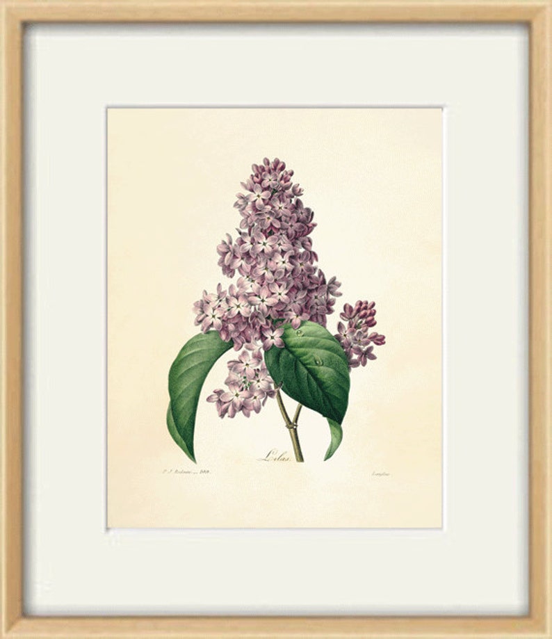 Lilac Vintage Flower Art Print Antique Wall Art Flower Wall Etsy