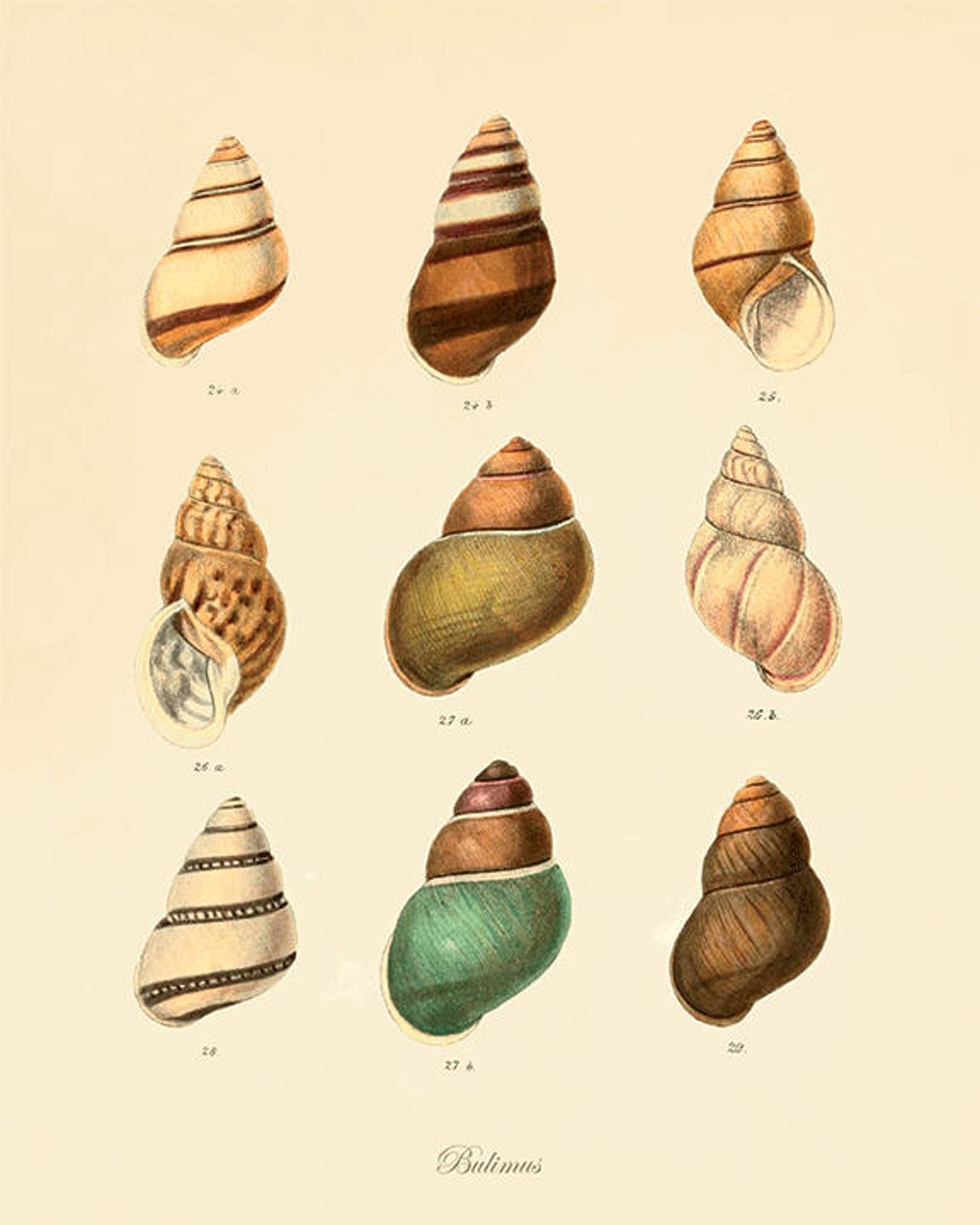 Antique Sea Shell Art Print Beach Decor Art Sea Beach Art Etsy