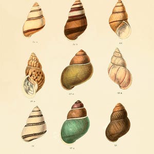 Antique Sea shell art print Beach decor art Sea beach art nautical print Ocean print Antique wall art natural History art Victorian print