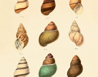 Impresión de conchas antiguas: arte mural náutico victoriano