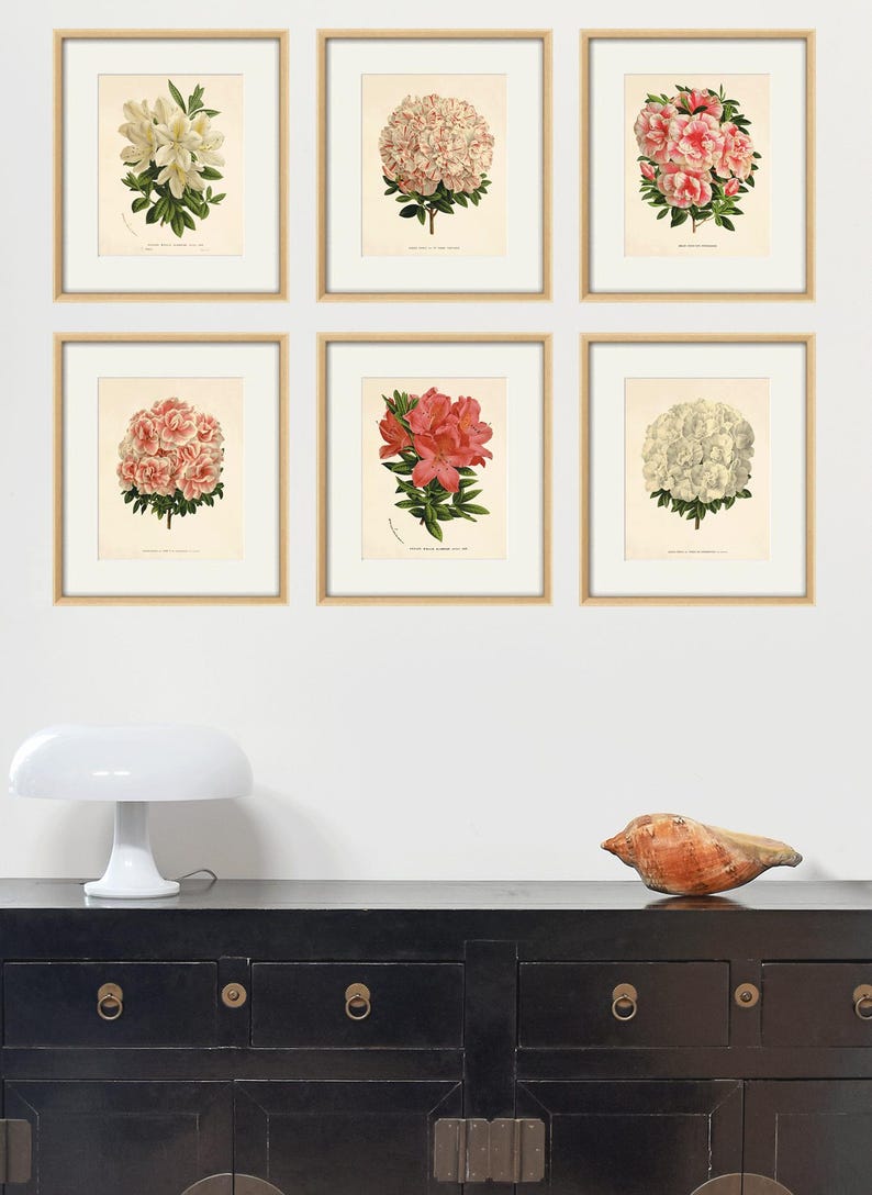 Antique Azalea Art Print: Vintage Botanical Illustration - Etsy