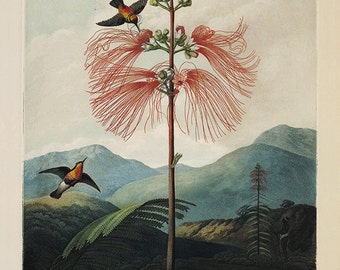 Vintage Hummingbird Print: 1800s Natural History Illustration