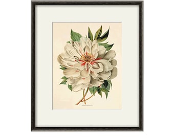 Peony art print antique flower art print antique wall art vintage Flower decor botanical prints Garden print peony print Victorian print