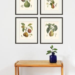 Puede incluir: Cuatro estampados botánicos enmarcados de peras en una pared blanca. Cada estampado presenta una rama de peral con hojas y frutos. Los estampados están dispuestos en forma cuadrada.