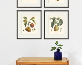 Antique Pear Botanical Print: Vintage French Fruit Art