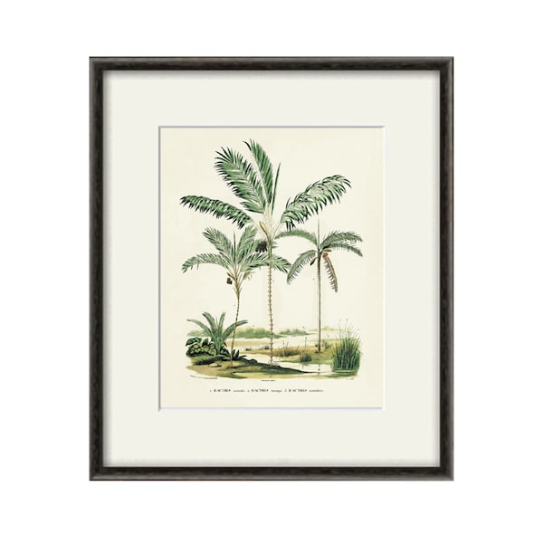 Impression palmier antique, estampes botaniques, maison de plage, impression victorienne, impression d'art mural tropical, impressions vintage, art mural antique, art tropical