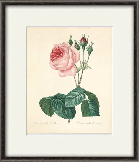 Antique Rose Art Print: Victorian Botanical Illustration - Etsy
