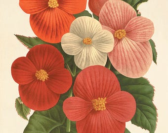 Begonia art print antique flower art print garden wall art botanical art prints Antique art prints home decor wall art flowers French prints