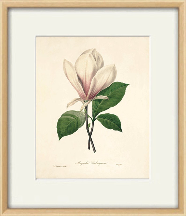 Magnolia Art Vintage Flower Art Print Antique Wall Art Flower Etsy