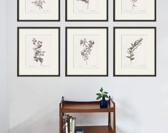 Antique Wildflower Botanical Prints - Set of 6 - Vintage French Illustration