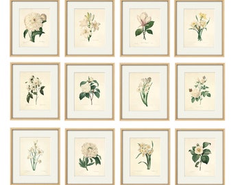 Redouté Botanical Print Set: French White Victorian Flower Art, Set of 12
