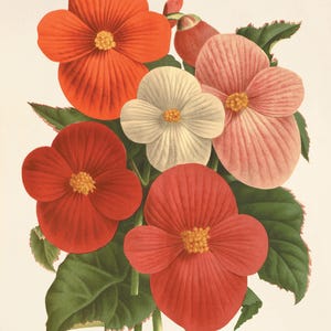 Begonia art print antique flower art print garden wall art botanical art prints Antique art prints home decor wall art flowers French prints