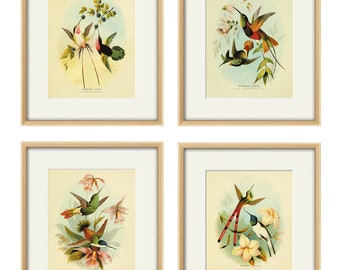 Hummingbird Art Print Set: Antique Victorian Bird Illustrations Set of 4