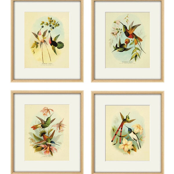 Hummingbirds art antique print set Bird art Nature print art print poster wall art print Victorian art old prints Garden Wall art print set