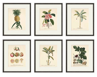 Láminas de arte botánico de frutas antiguas - Arte de pared de cocina vintage - Juego de 6