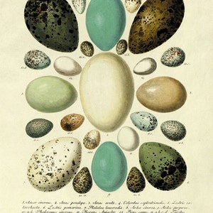 Antique Bird Eggs art Print vintage Nature print home decor wall art Natural History Victorian art print poster old prints antique prints
