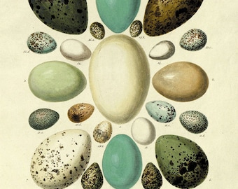 Antique Bird Eggs Print: Vintage Natural History Wall Art