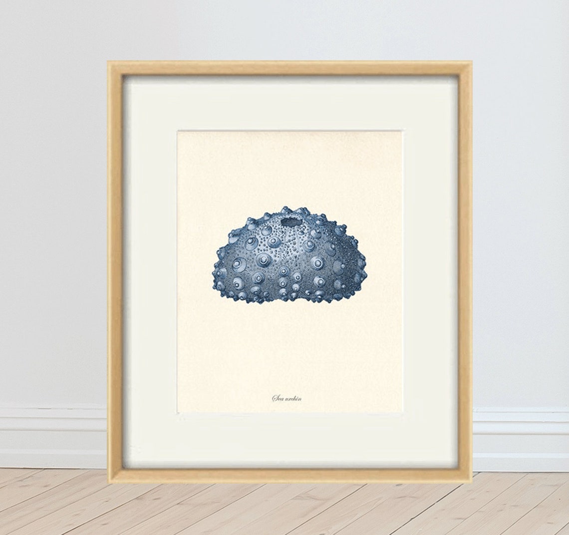 Sea urchins art print Vintage Nautical art print old prints Etsy