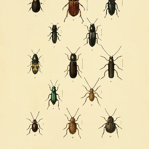 Antique Insect art print Beetle art print insect wall art Vintage insect decor Antique Prints entomology art Natural History art Bug art