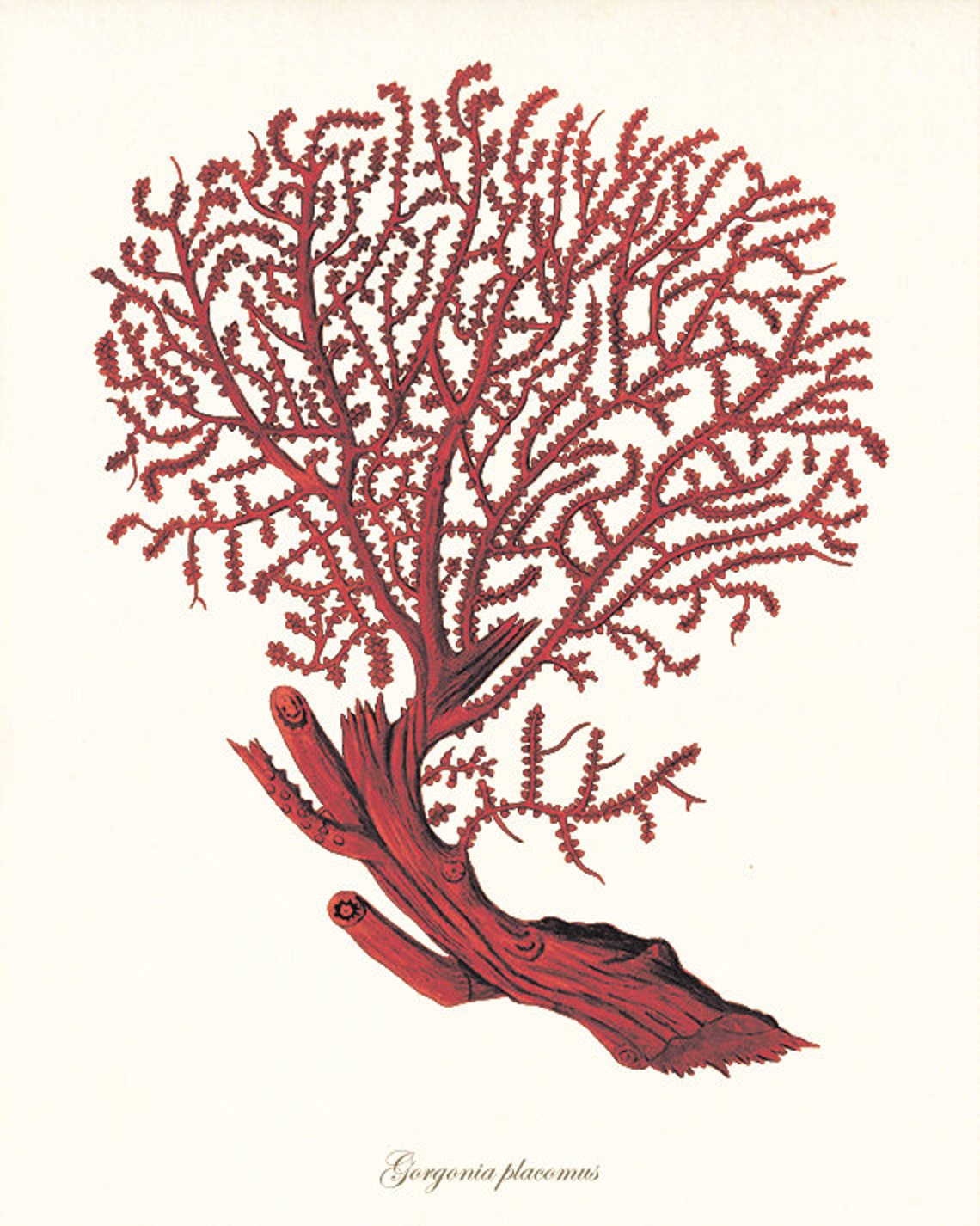 Red Sea Coral Art Nautical Art Print Set Ocean Print Old Etsy