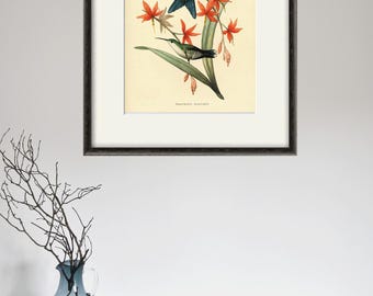 Vintage Hummingbird Print: Antique Nature Art, Victorian Illustration