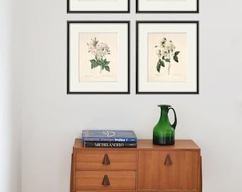 Antique White Rose Botanical Print: Vintage flower Wall Art, Redoute Set of 4