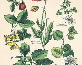 Impresión botánica de amapola roja: arte floral victoriano antiguo