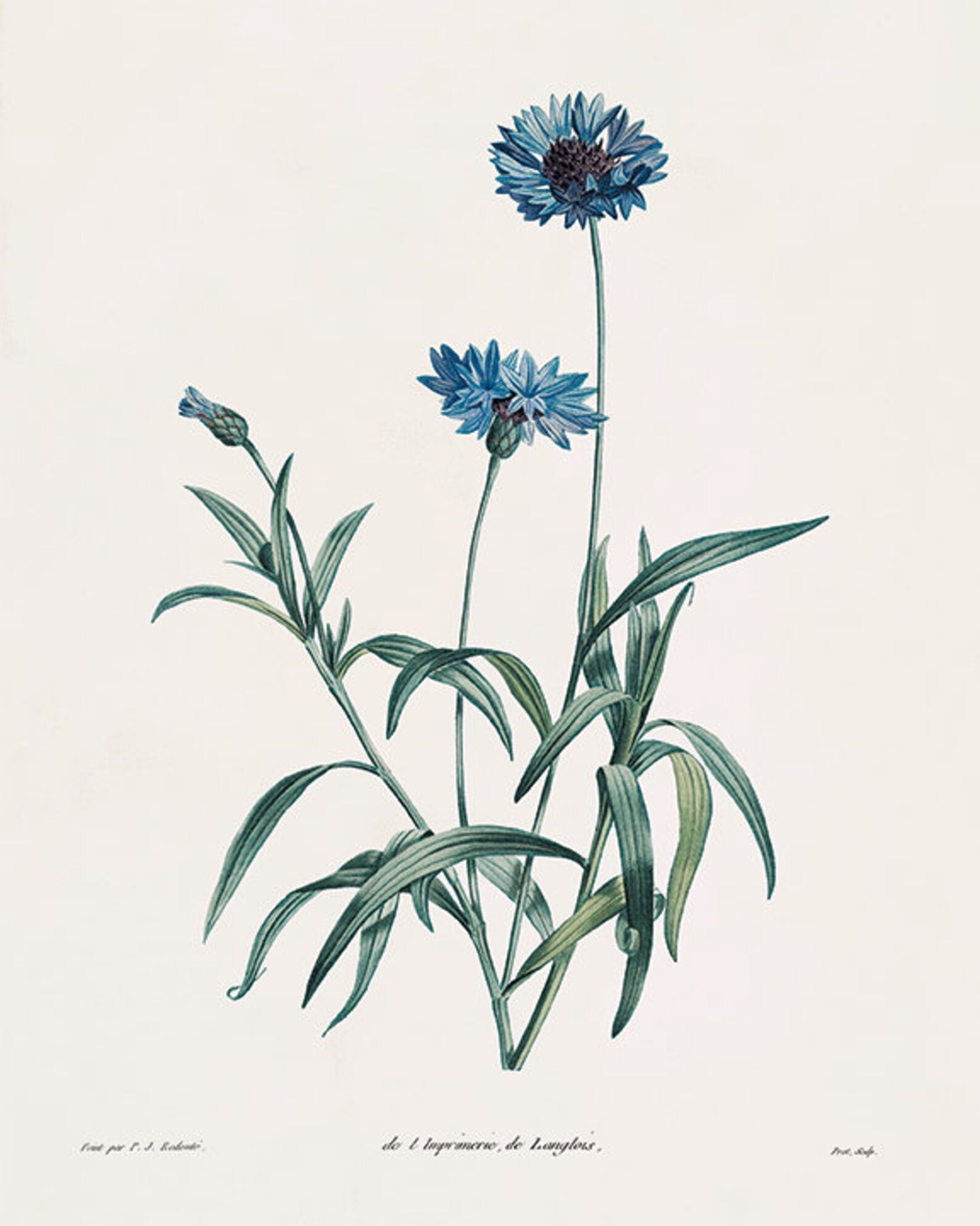 Antique Botanical Prints SET of 4 Botanical Art Prints Flower Etsy