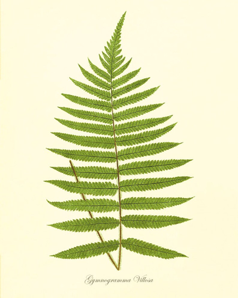 Fern art print antique Botanical Art Prints Home Decor Wall Art Victorian art Garden Wall Art Vintage antique wall art nature art print