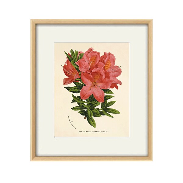 Vintage Flower Print Etsy