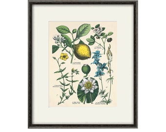 Lemon art print kitchen art  print antique botanical art prints Vintage garden wall art home decor wall art antique wall art Victorian art