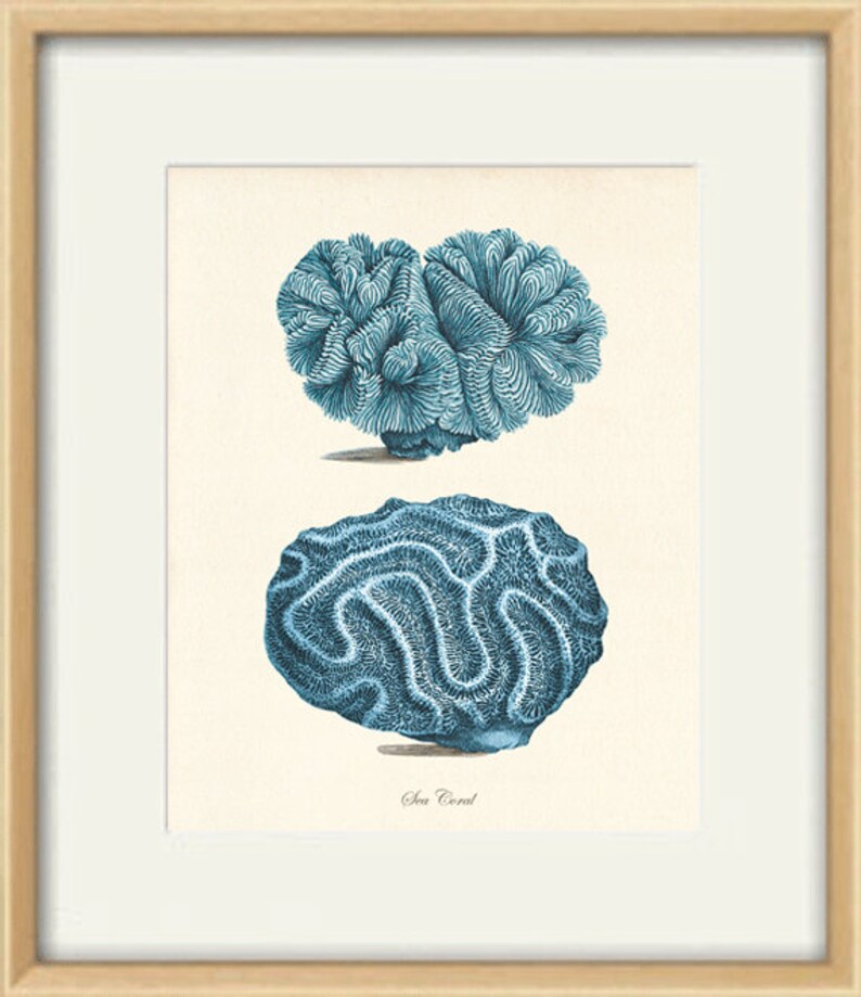 Sea Coral Art Print Vintage Prints Old Prints Nautical Art Etsy