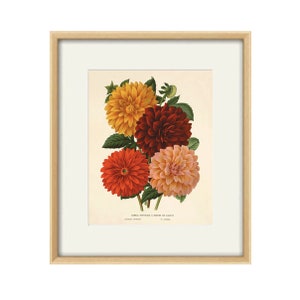 Dahlia Vintage flower art print garden wall art botanical prints Antique prints home decor wall art French prints old prints Flower decor image 1